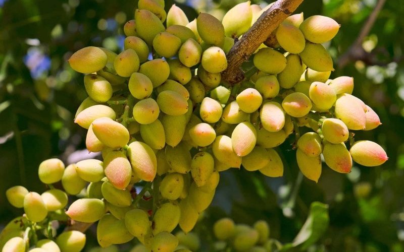 درختان مقاوم به گرما